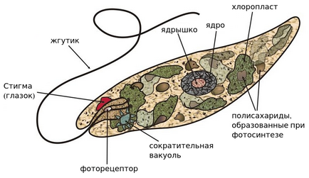 Euglena verde, biologie