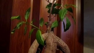Ficus Ginseng de îngrijire la domiciliu, fotografii