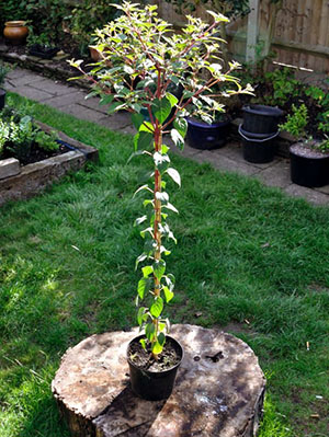 Fuchsia - creșterea și îngrijirea la domiciliu și grădină, de reproducere, foto, video