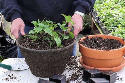 Fuchsia - creșterea și îngrijirea la domiciliu și grădină, de reproducere, foto, video