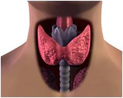 funcția tiroidiană