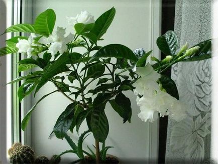 Gardenia Jasmine îngrijire dormitor fotografie acasă