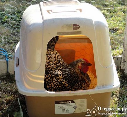 Cuiburile pentru găini ouătoare desene, trucuri și sfaturi