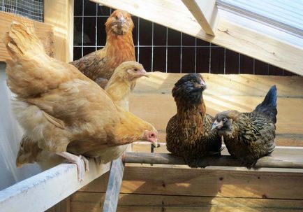 Cuiburile pentru găinile ouătoare cu mâinile fotografie lor, dimensiunea, sfaturi utile