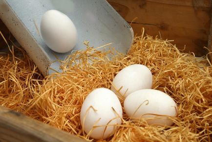 Cuiburile pentru găinile ouătoare cu mâinile fotografie lor, dimensiunea, sfaturi utile