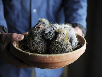 Porumbei și puii lor mici arata ca fotografie tânără