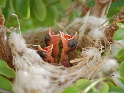 Porumbei și puii lor mici arata ca fotografie tânără
