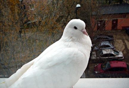 Porumbelul bate pe semnul ferestrei si superstitii asociate cu aceste păsări