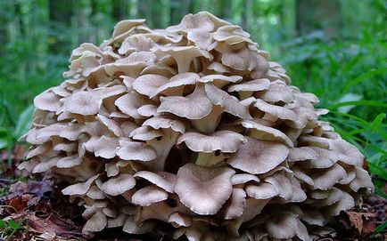 fotografii polipore ciuperci, videoclipuri și descriere, comestibile sau nu, ce fel de iască în comun
