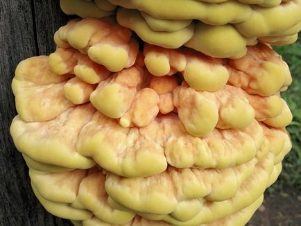 fotografii polipore ciuperci, videoclipuri și descriere, comestibile sau nu, ce fel de iască în comun