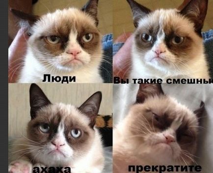 grumpy cat, memepedia