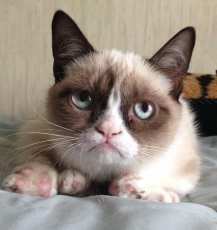grumpy cat, memepedia