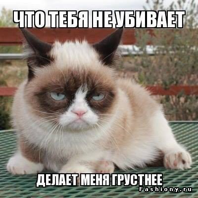 grumpy cat, memepedia