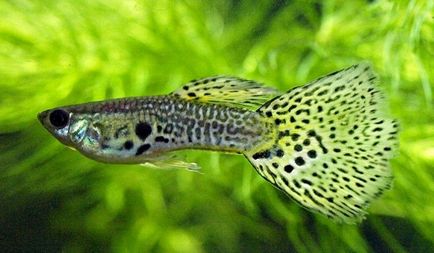 Guppy favorit acvariu