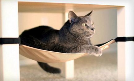 Idei cum să canapea pentru pisica sau pisica cu propriile sale mâini - o pisică în casă