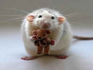 Jucării pentru șobolani cu mâinile lor