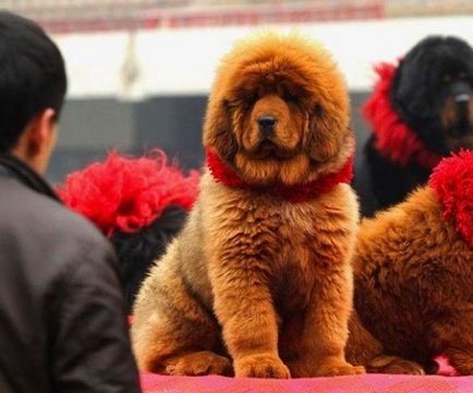 Interesant - cel mai scump câine și cea mai mare pisica din lume