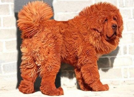 Interesant - cel mai scump câine și cea mai mare pisica din lume