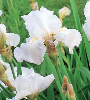 Irisi, flori de două ori pe an, de îngrijire, înmulțire, soiuri