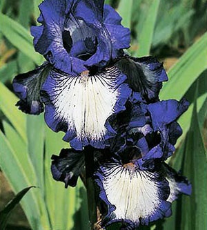 Irisi, flori de două ori pe an, de îngrijire, înmulțire, soiuri