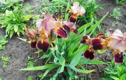 Irisi în cultivarea câmp deschis, tehnologia de plantare, fotografii