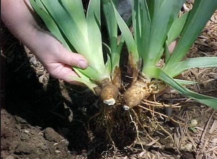 Irisi în cultivarea câmp deschis, tehnologia de plantare, fotografii