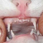 Cum pentru a curăța dinții de pisica la domiciliu, iar britanicul, peroxid, pudră de dinți Sphinx acasă