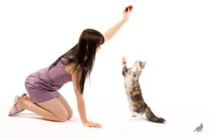 Cum de a instrui o pisica de comenzi de bază, sfaturi și trucuri