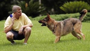 Cum de a instrui un câine regulile și caracteristici