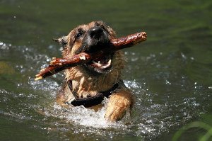 Cum de a instrui un câine la domiciliu