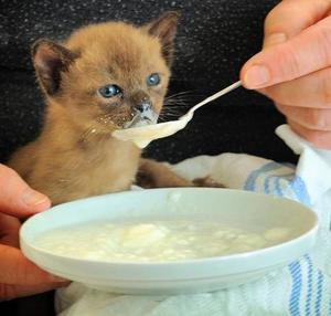 Cum și ce să se hrănească un pisoi vârsta de 1 lună, fără o pisica-mama