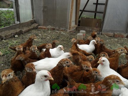 Cum și ce să se hrănească sfaturi pui de carne și de revizuire fotografie