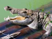 Care sunt crocodili