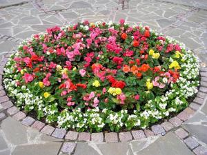 Care sunt soiurile de flori subdimensionat pentru paturi de flori nume de plante și tipurile lor, proiectarea unui pat de flori,