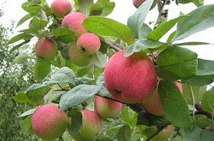 Cum și când este mai bine pentru a planta un măr în primăvara, vara, toamna video