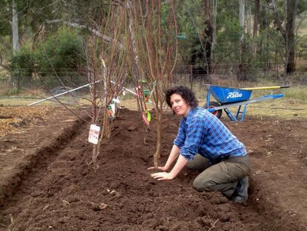 Cum și când să planteze puieți de pomi fructiferi în primăvara anului