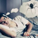 Cum să scapi de păianjeni în casă tot cel mai bun mod de a