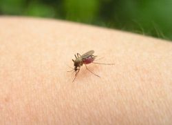 Cum să scapi de înțepături de țânțar