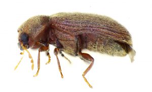 Cum sa scapi de bug-uri în făină și cereale gândacii, molii și alte produse alimentare