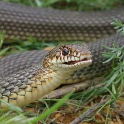 Cum să scapi de șerpi la cabana lor de vară într-un mod simplu și pentru toți