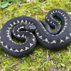 Cum să scapi de șerpi la cabana lor de vară într-un mod simplu și pentru toți