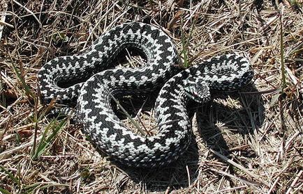 Cum să scapi de șerpi la vară mijloacele cabana lor pentru a combate reptile târâtor