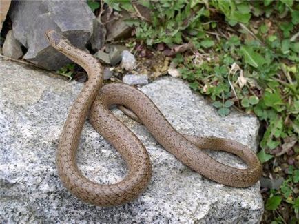 Cum să scapi de șerpi la vară mijloacele cabana lor pentru a combate reptile târâtor