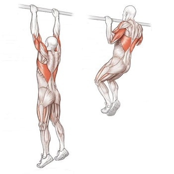 Cum se descarcă biceps exerciții pe bara orizontală - Scoala de corp - culturism, sport, fitness