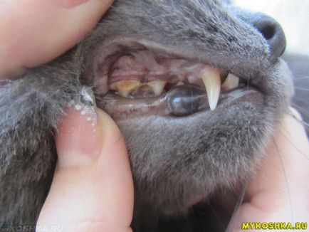 Cum se curata dintii pisica acasa decat curat