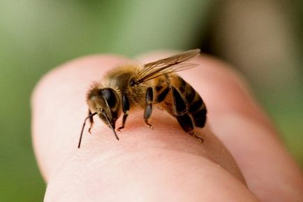 Cum de a trata o albina modul de eliminare a tumorii, ce să facă la domiciliu, primul ajutor, după cum
