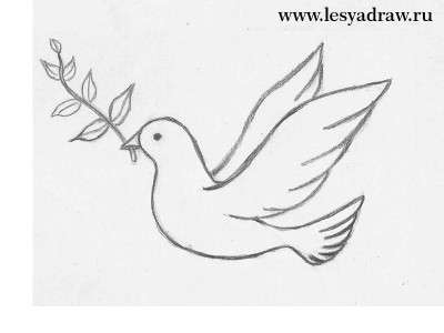 Cum de a desena un porumbel de etape creion de pace