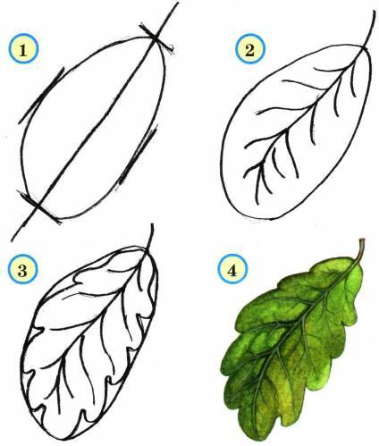 Cum de a desena o frunză