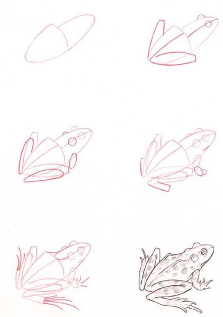 Cum de a desena o broască etape creion