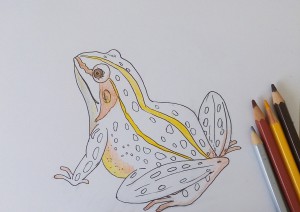 Cum de a desena o broască, trage treptat în creion, copilul meu